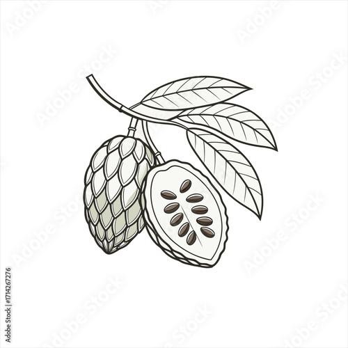Illustration of a custard apple fruit and leaves on a branch