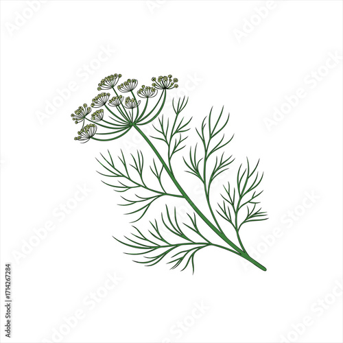 Illustration of a green dill plant with feathery leaves and flower heads