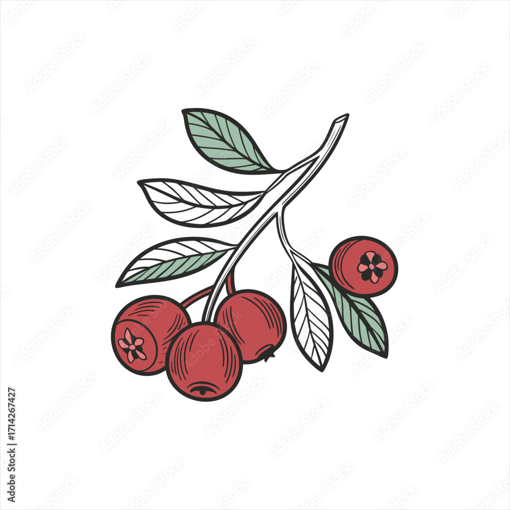Obraz premium Hand drawn illustration of red berries and green leaves on a white background