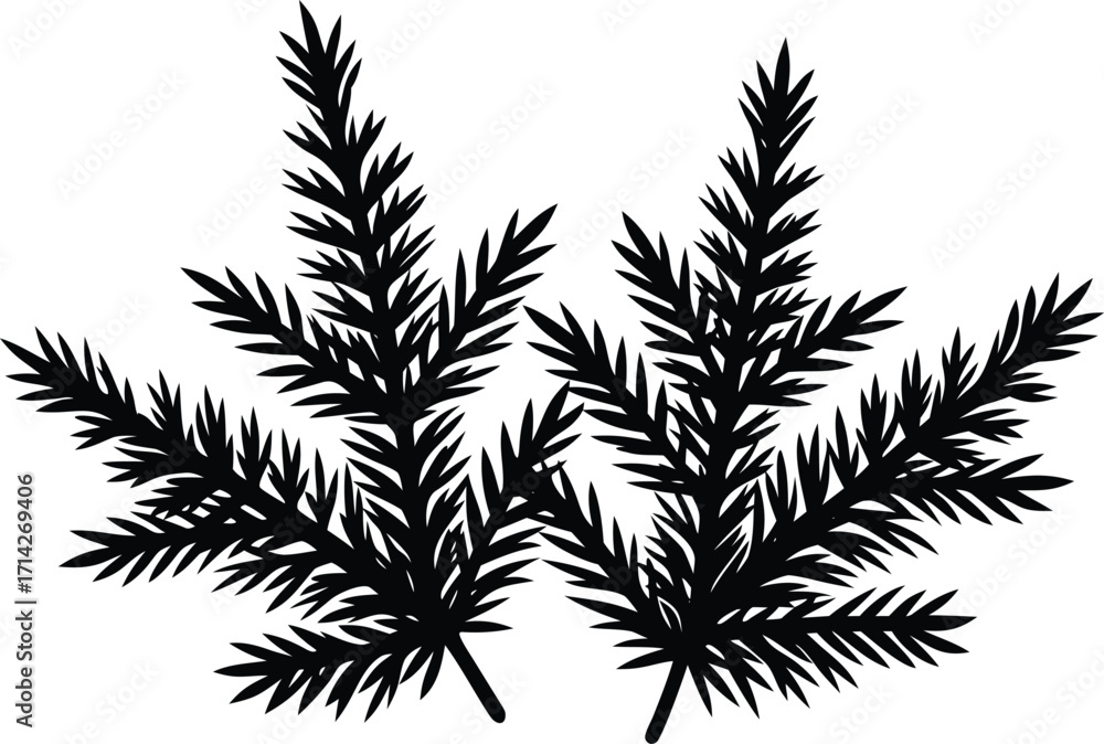Naklejka premium Evergreen branches silhouette vector