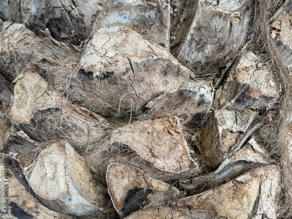 Naklejka premium Palm tree bark background, close-up