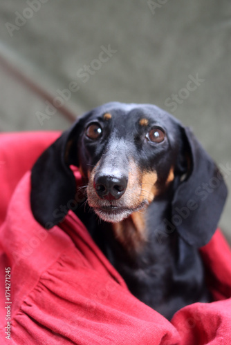 Wallpaper Mural Portrait of a black and tan dachshund dog wrapped in a red blanket Torontodigital.ca