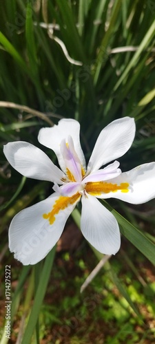 IRIS AFRICANA