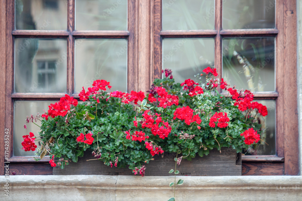 Fototapeta premium A flower box with bright red flowers on the windowsill of a European house.