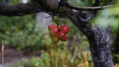 apple grape in autumn
