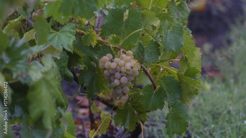 grape in a rainy day