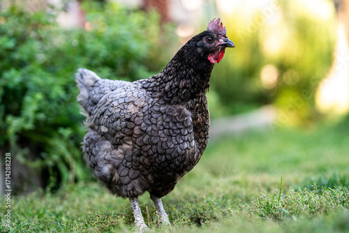 Eine graue Henne steht im Naturgarten