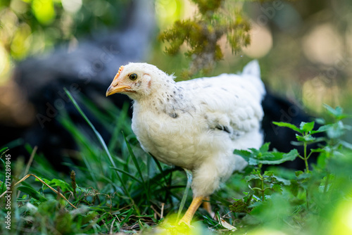 Ein weißes Küken mit schwarzen Punkten läuft durch den Naturgarten