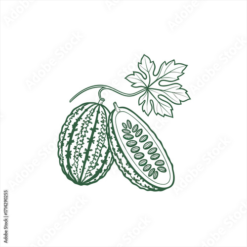 Bitter melon gourd vegetable with leaf line art illustration