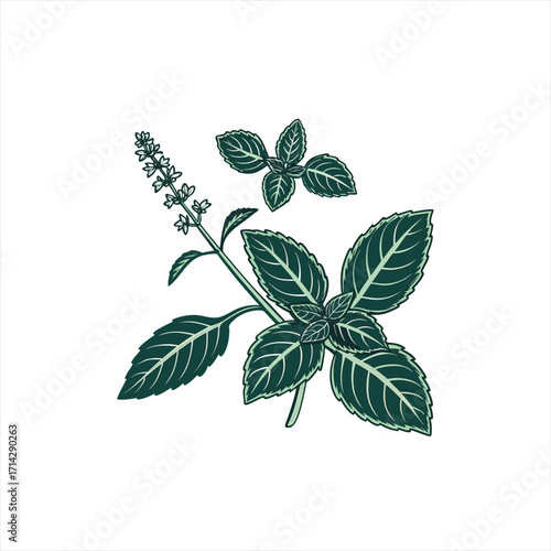Illustration of a basil plant with leaves and flower spikes