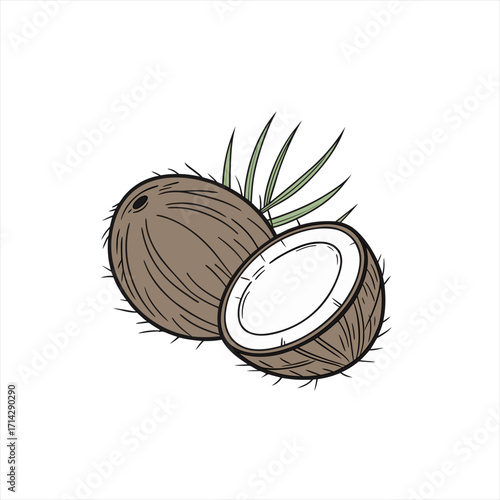 Whole and halved coconut with palm leaves illustration