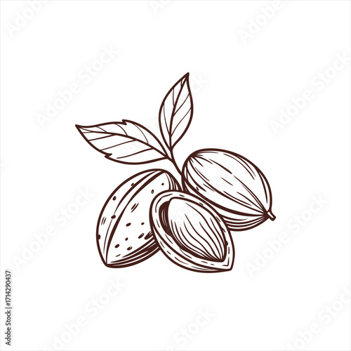 Hand drawn almonds with leaves illustration