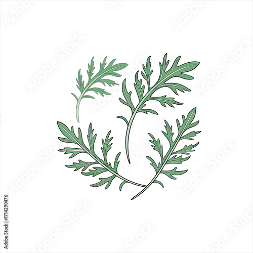 Illustration of arugula leaves on a white background