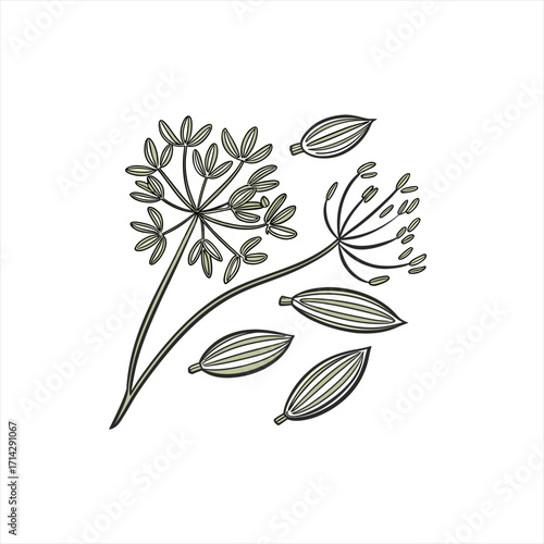 Hand drawn illustration of dill seeds and flowers on a white background