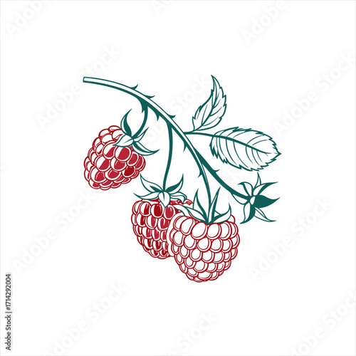 Stylized illustration of a raspberry branch with ripe berries and leaves