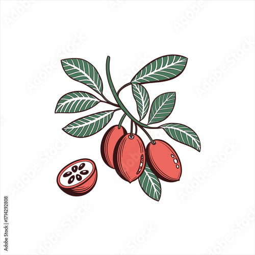 Illustration of ripe red berries on a branch with green leaves and a sliced berry