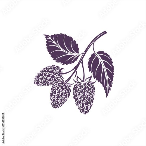 Stylized illustration of a raspberry branch with leaves and berries