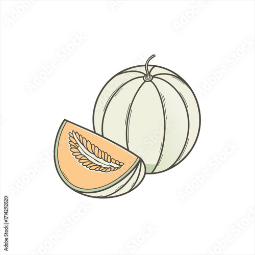 Illustration of a whole cantaloupe melon and a slice with seeds