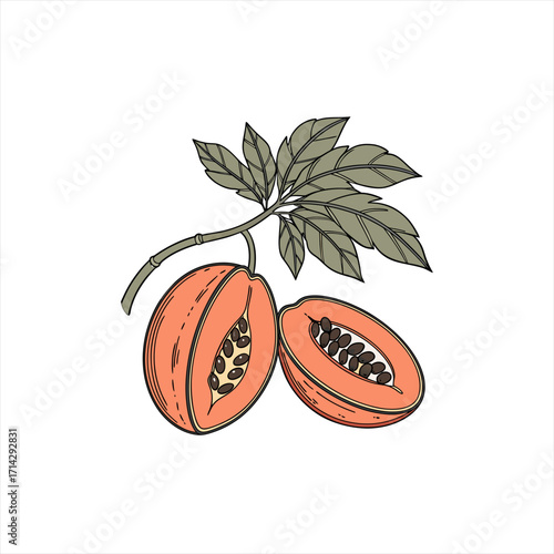 Illustration of a papaya fruit cut in half with leaves on a white background