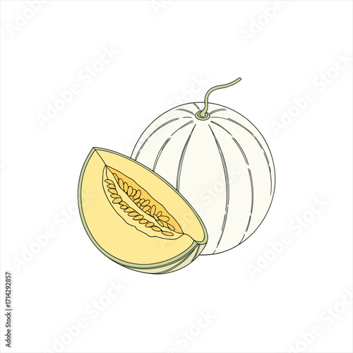 Illustration of a whole honeydew melon and a slice showing seeds