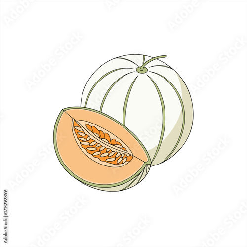 Illustration of a whole cantaloupe melon and a slice showing seeds