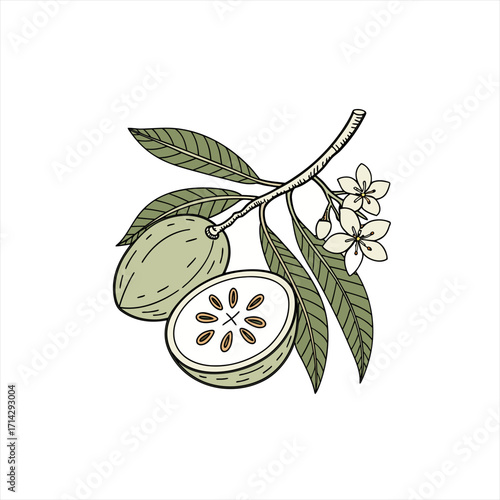 Illustration of a star apple fruit on a branch with leaves and flowers