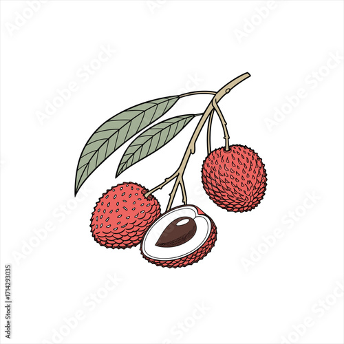 Illustration of ripe lychee fruits on a branch with leaves and one fruit cut in half