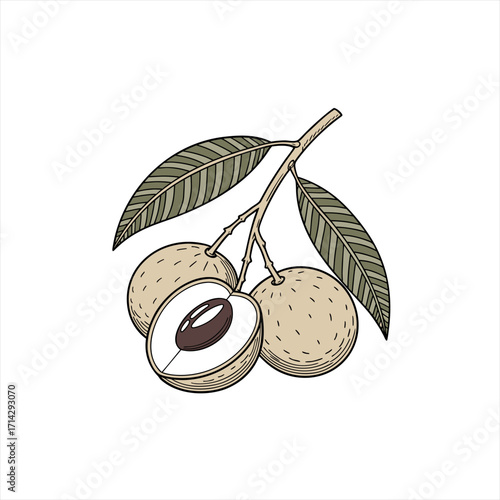 Illustration of longan fruit with leaves on a branch