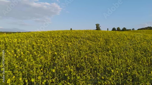 Moldova hills, sunflowers