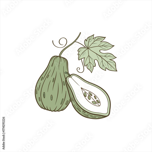 Hand drawn illustration of a chayote squash with a leaf and vine