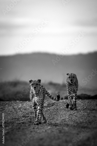 Photography Two Cheetahs (Acinonyx jubatus) Walking Together – Black and White Wildlife Phot