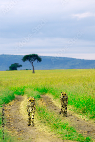 Canvas Print Two Cheetahs Walking on a Safari Trail in the African Savannah