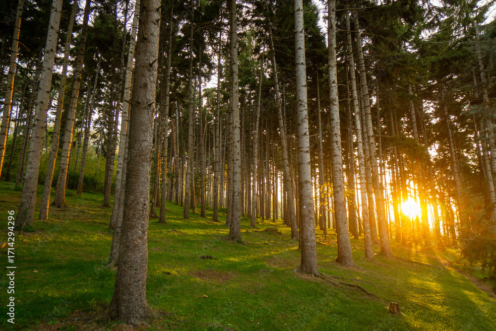 Obraz premium Peaceful forest path at sunset in Trabzon, Turkey. Tall pine trees and golden sunlight create a serene natural landscape, ideal for concepts of nature, hiking, and tranquility.