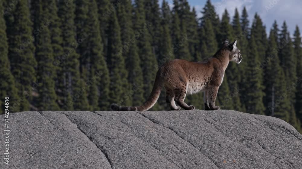 Puma Standing Majestic Puma Standing on a Rock Ledge with a Forest Backdrop ...