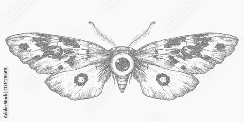 Moth print, tattoo style. Vintage brush mark with grain overlay, scratchy texture and abstract speckle dots, gritty halftone threshold and subtle dust.