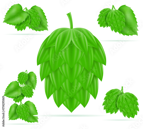 hops ripe and green beer preparation ingredient cartoon stock vector illustration isolated on white background