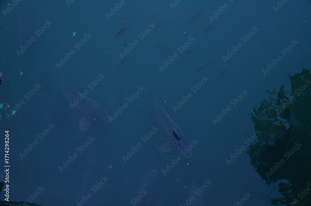 Obraz premium Underwater View of Fish in Natural Habitat