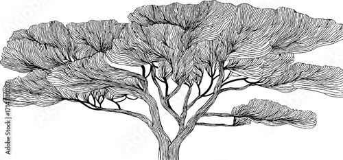 Black and white line art of a cypress tree – minimalist botanical design for decor and print