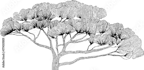 Black and white line art of pine tree for minimalist nature design