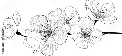 Elegant black and white line art of blooming plum blossoms