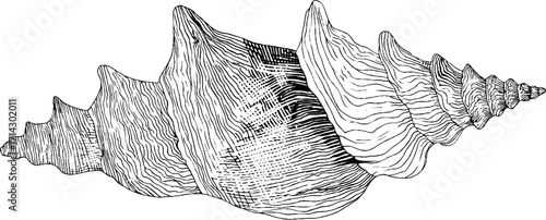 Black and white line art of a seashell for nautical decor and design