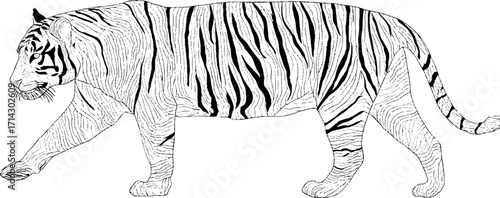 Black and white line art of a tiger - elegant design for patterns and decor