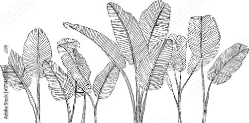 black and white banana leaves drawing clip art preview