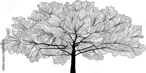 Intricate black and white line art of oak tree for home decor and nature lovers