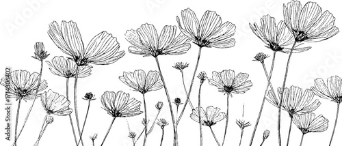 Elegant black and white line art of camomile flowers for print and design