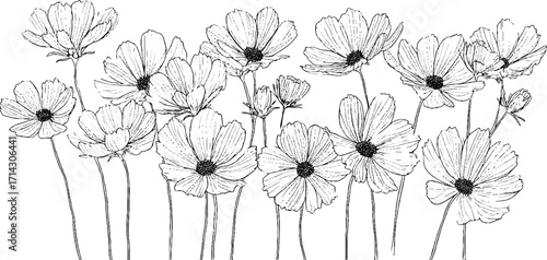Botanical line art of camomile flowers for nature inspired design and decor