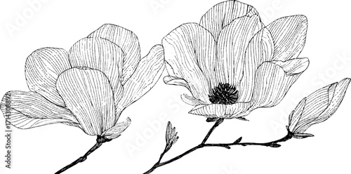 Black and white line art of magnolia flowers - elegant botanical design for wall art