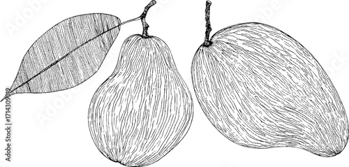 Black and white line art of mango with leaf for design and print projects