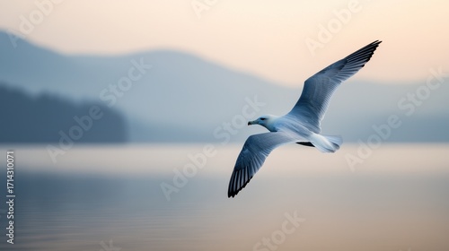 Seagull in Flight Over Calm Water at Dawn