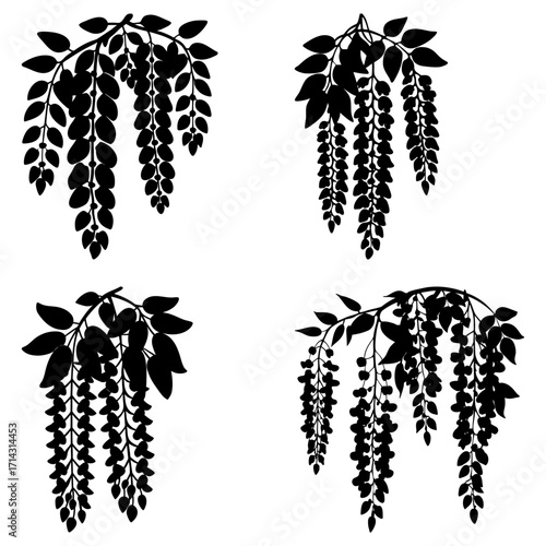Silhouette illustration of four wisteria branches with leaves and hanging flower clusters design element